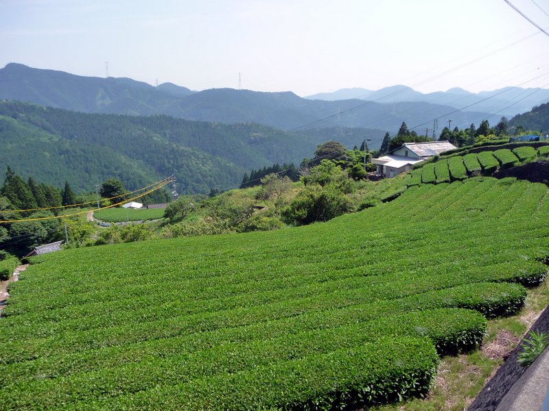 japanese tea tour