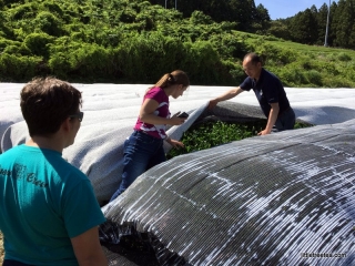 Inspecting the covered tea bushes