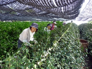 hand picking of Gyokuro